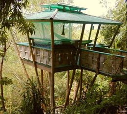 Tropical Treehouse